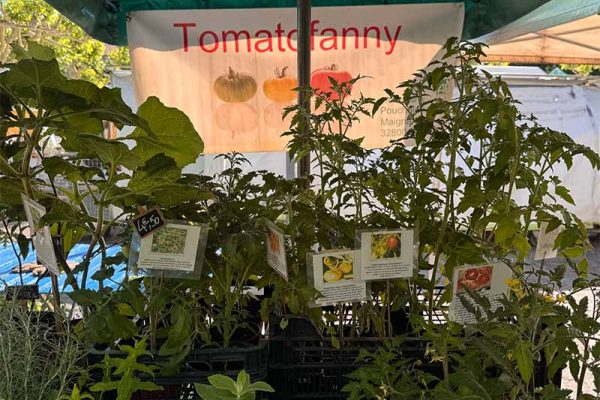 vivons-eauze-Tomato-Fanny